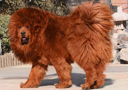 4. Ngao Tây Tạng (chiều cao: 66-76cm, trọng lượng: 48-82 kg).