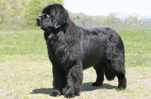 6. Newfoundland (chiều cao: 69-74 cm, trọng lượng: 45-70 kg).