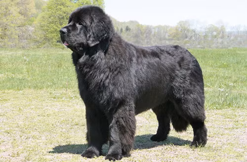 6. Newfoundland (chiều cao: 69-74 cm, trọng lượng: 45-70 kg).