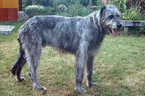 7. Irish Wolfhound (chiều cao: 71-90 cm, trọng lượng: 40-69 kg).