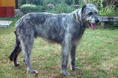 7. Irish Wolfhound (chiều cao: 71-90 cm, trọng lượng: 40-69 kg).