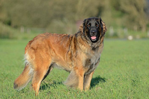 5. Leonberger (chiều cao: 65-80 cm, trọng lượng: 41-75 kg).