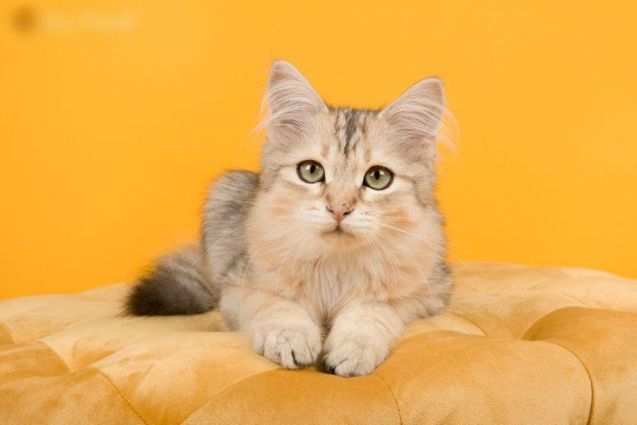 3 tuoi troi cho qua dam, dem tien moi tay-Hinh-2