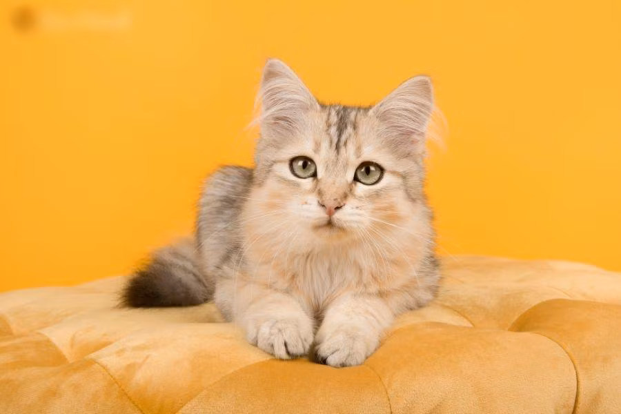 3 tuoi troi cho qua dam, dem tien moi tay-Hinh-2