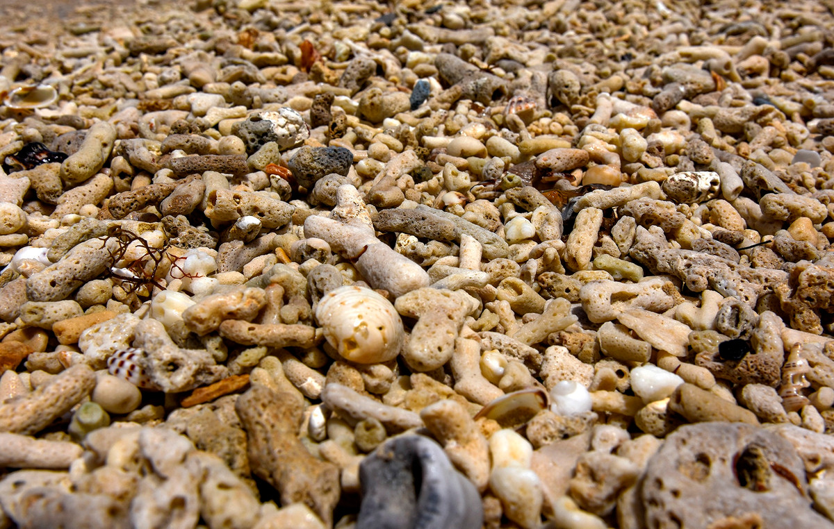 Xac san ho phu day ven bien Phu Yen-Hinh-6