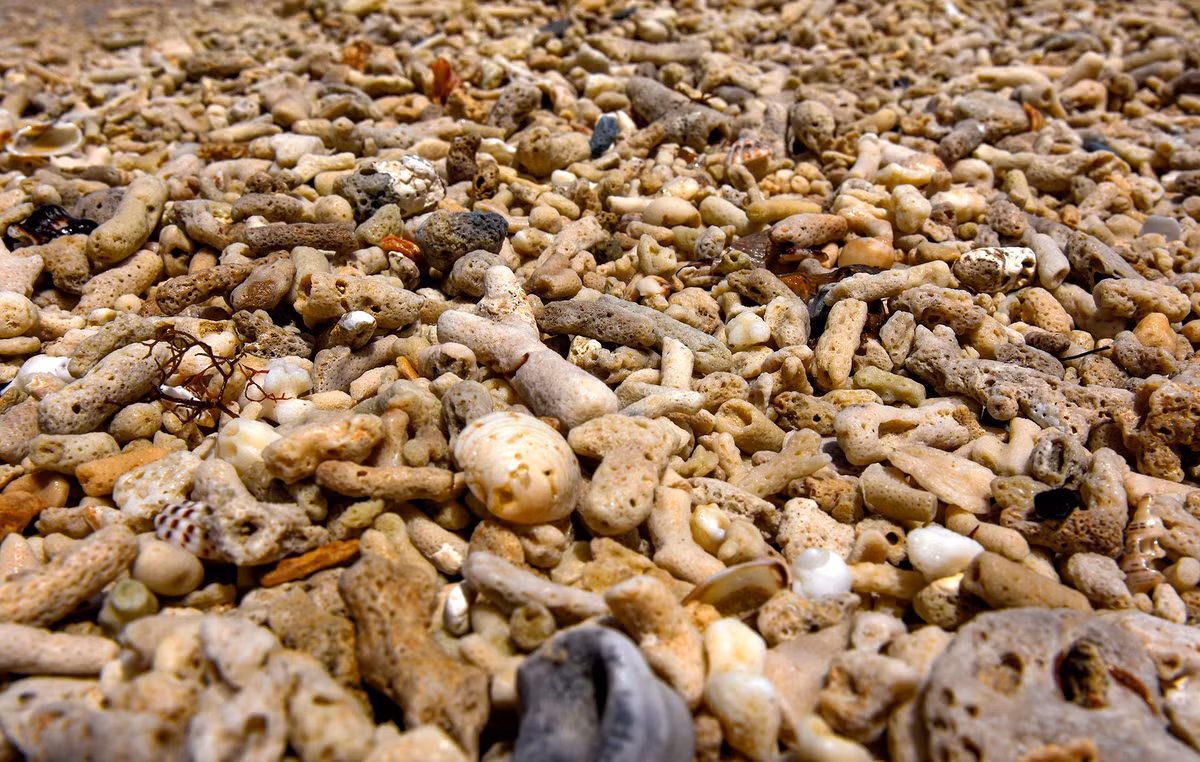 Xac san ho phu day ven bien Phu Yen-Hinh-6