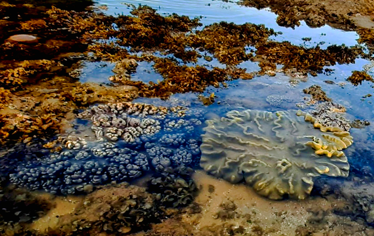 Xac san ho phu day ven bien Phu Yen-Hinh-9