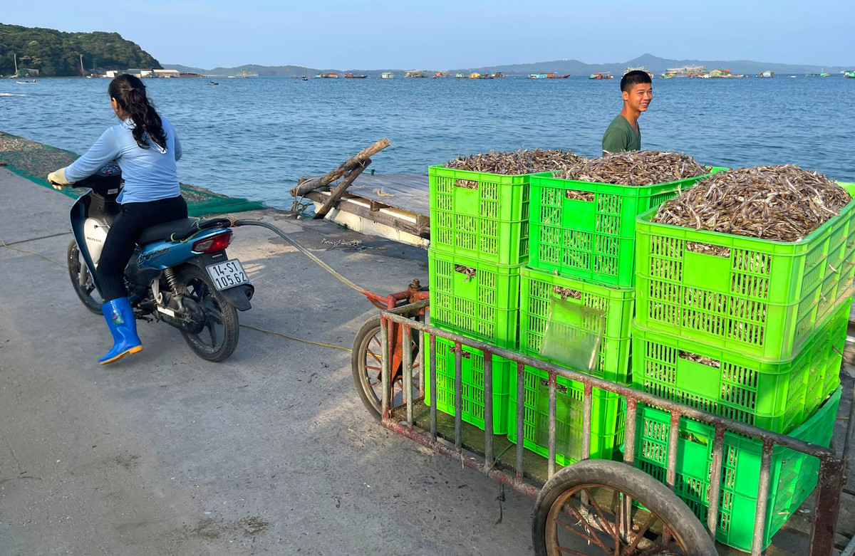 Mùa cá cơm trên đảo Thanh Lân, mỗi ngày thu hàng chục triệu đồng - Hình 7 Mua ca com tren dao Thanh Lan, moi ngay thu hang chuc trieu dong-Hinh-7