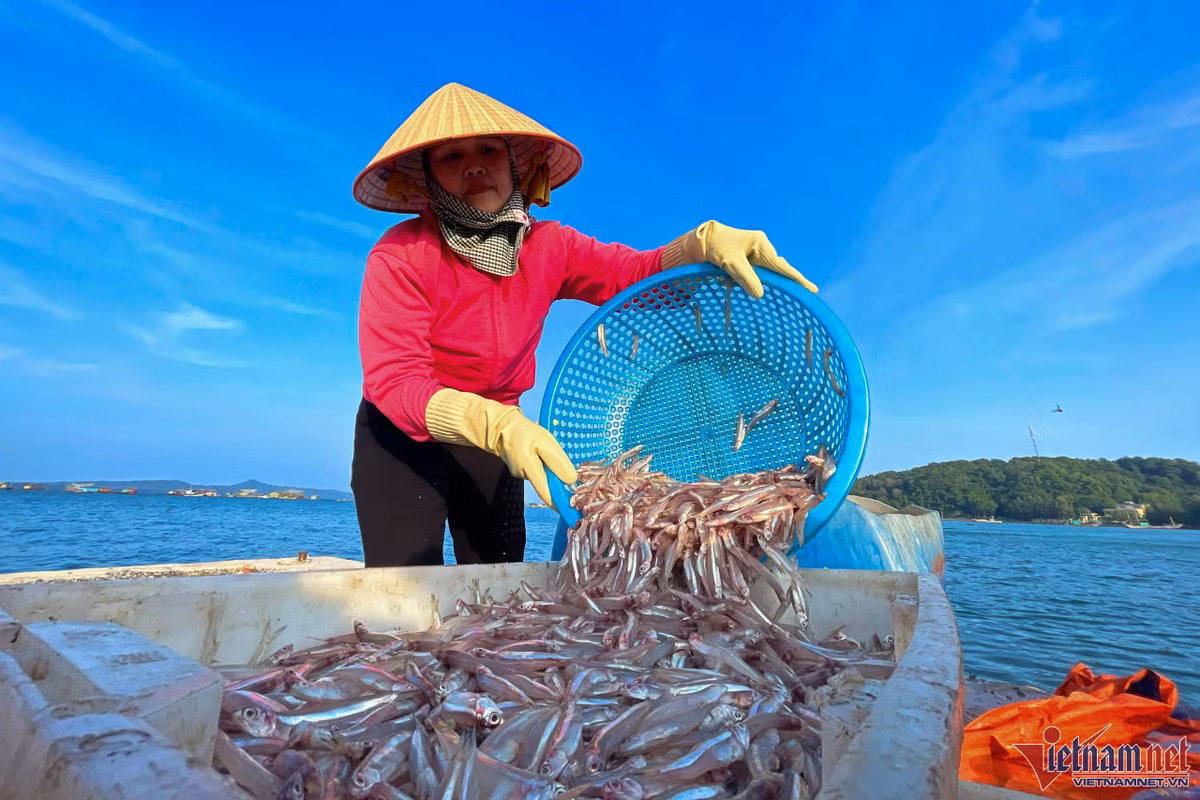 Mua ca com tren dao Thanh Lan, moi ngay thu hang chuc trieu dong-Hinh-3