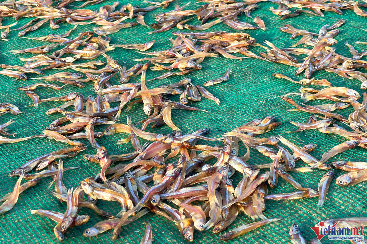 Mùa cá cơm trên đảo Thanh Lân, mỗi ngày thu hàng chục triệu đồng - Hình 6 Mua ca com tren dao Thanh Lan, moi ngay thu hang chuc trieu dong-Hinh-6