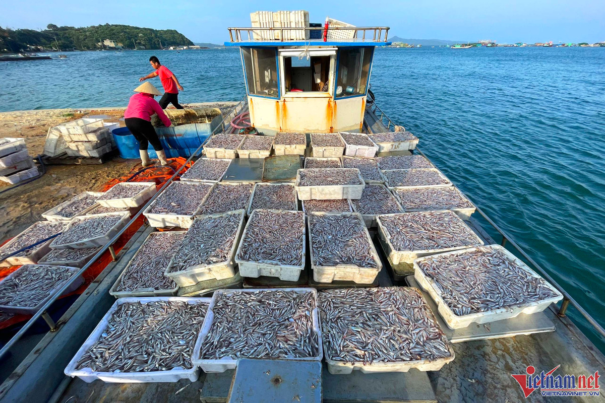 Mùa cá cơm trên đảo Thanh Lân, mỗi ngày thu hàng chục triệu đồng - Hình 2 Mua ca com tren dao Thanh Lan, moi ngay thu hang chuc trieu dong-Hinh-2