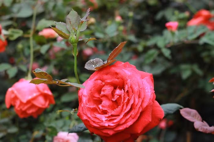 Tuan moi tu 21/11, 3 con giap ruoc loc vao nha, vui phoi phoi-Hinh-3