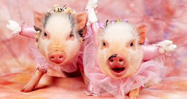  Tuổi Hợi. Tuổi Hợi ngoài côn mở rộng. Bạn chăm chỉ tiếp xúc, gặp gỡ nhiều đối tác và đó là cơ hội gặp được người yêu thương.