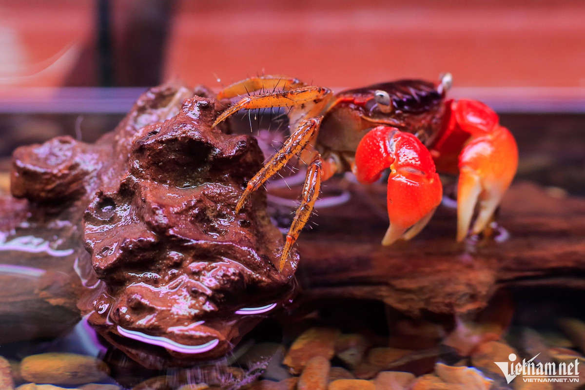 Ngoài ra, người chủ còn cho nhân giống nhiều loại khác như cua ma cà rồng (có tên khoa học là Geosesarma dennerie, thuộc họ Sesarmidae), thường được tìm thấy ở Ấn Độ, vùng Đông Nam Á. Cua ma cà rồng có tuổi thọ trung bình 2-3 năm, là loại động vật ăn tạp, có nhiều màu sắc rực rỡ và đặc biệt ở càng của chúng có những sợi lông giống như gai sắc nhọn.