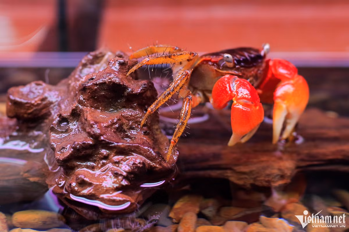 Ngoài ra, người chủ còn cho nhân giống nhiều loại khác như cua ma cà rồng (có tên khoa học là Geosesarma dennerie, thuộc họ Sesarmidae), thường được tìm thấy ở Ấn Độ, vùng Đông Nam Á. Cua ma cà rồng có tuổi thọ trung bình 2-3 năm, là loại động vật ăn tạp, có nhiều màu sắc rực rỡ và đặc biệt ở càng của chúng có những sợi lông giống như gai sắc nhọn.