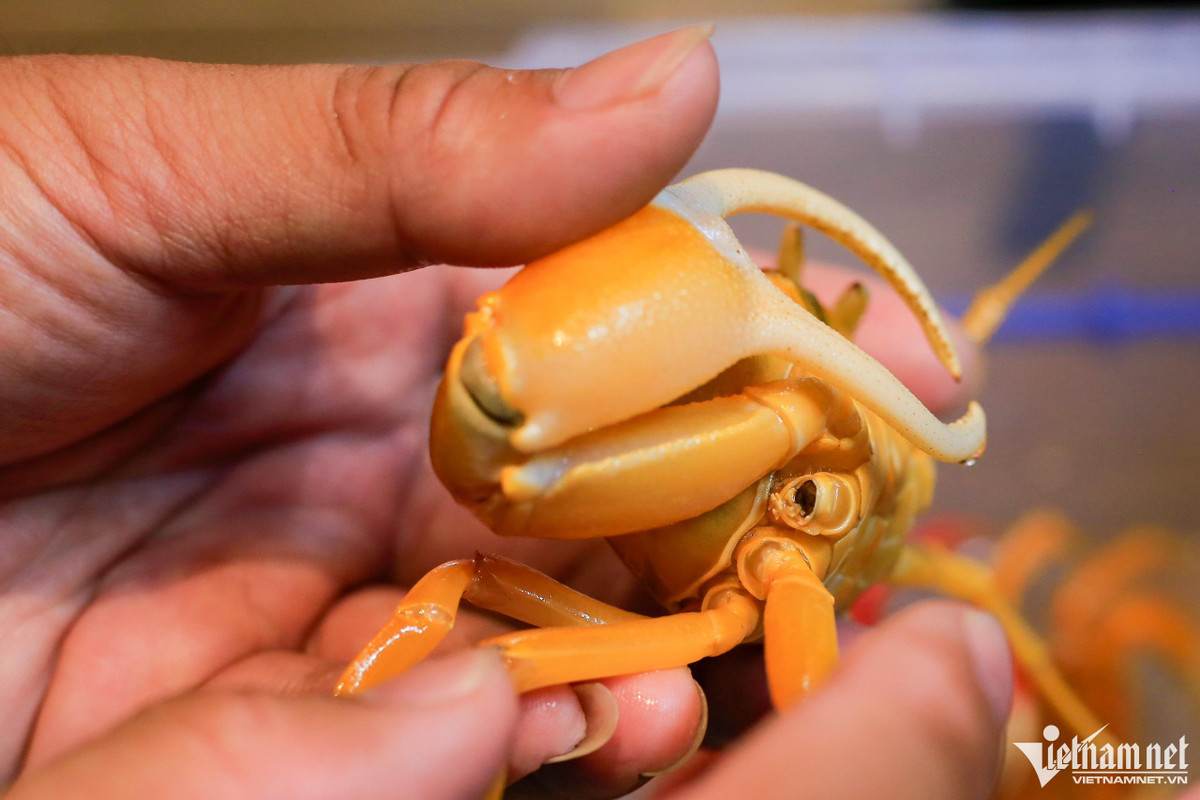 Do tính cách của cua hung hăng và chiếm lĩnh lãnh thổ cao, chúng có thể đánh nhau đến gãy càng, vì vậy khi nuôi diện tích bể phải hợp lý, không được quá nhỏ khiến chúng căng thẳng. Lúc bé cua thường lột xác liên tục nhưng khi trưởng thành chúng sẽ lột xác mỗi năm một lần.