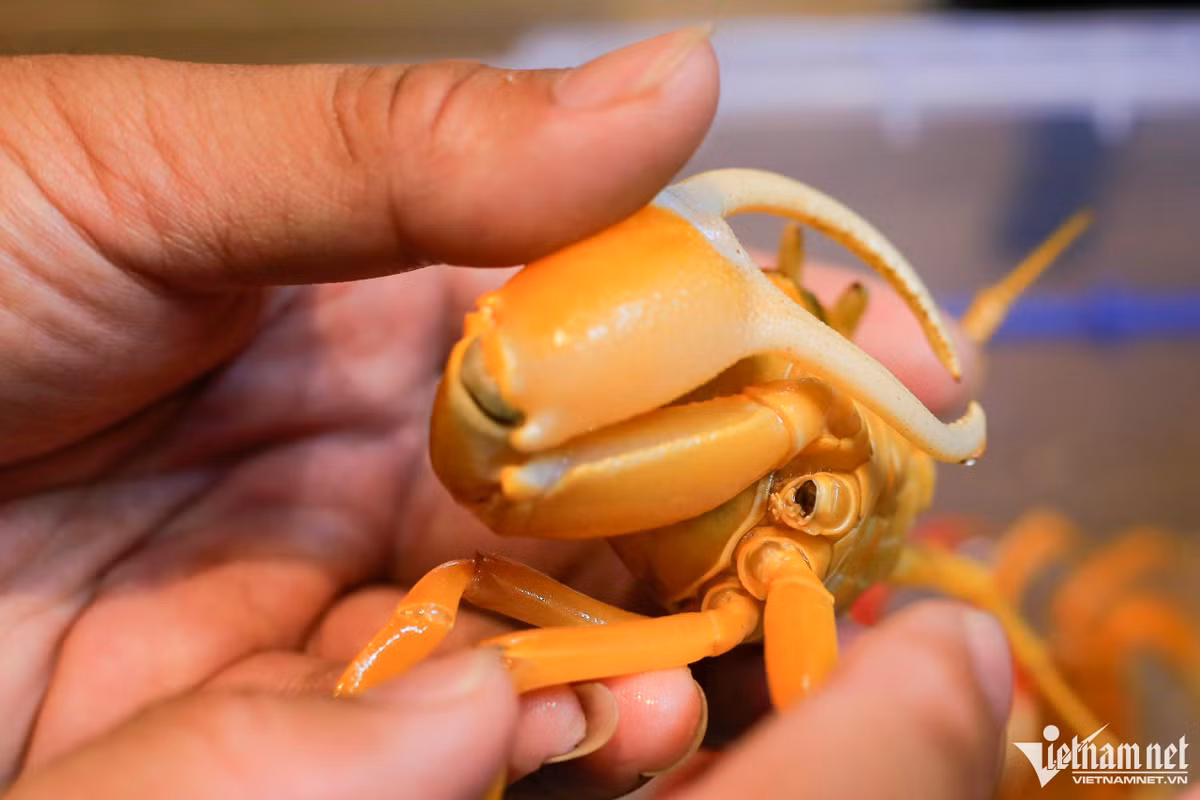 Do tính cách của cua hung hăng và chiếm lĩnh lãnh thổ cao, chúng có thể đánh nhau đến gãy càng, vì vậy khi nuôi diện tích bể phải hợp lý, không được quá nhỏ khiến chúng căng thẳng. Lúc bé cua thường lột xác liên tục nhưng khi trưởng thành chúng sẽ lột xác mỗi năm một lần.