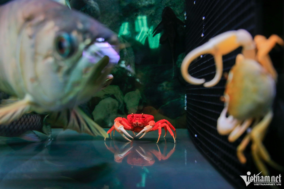 “Dòng cua này vẻ ngoài trông hung dữ với cặp càng to và cong, nhưng sống trong một môi trường chúng rất hoà hợp với các loài cá, trừ cá vàng vì chúng di chuyển khá chậm.