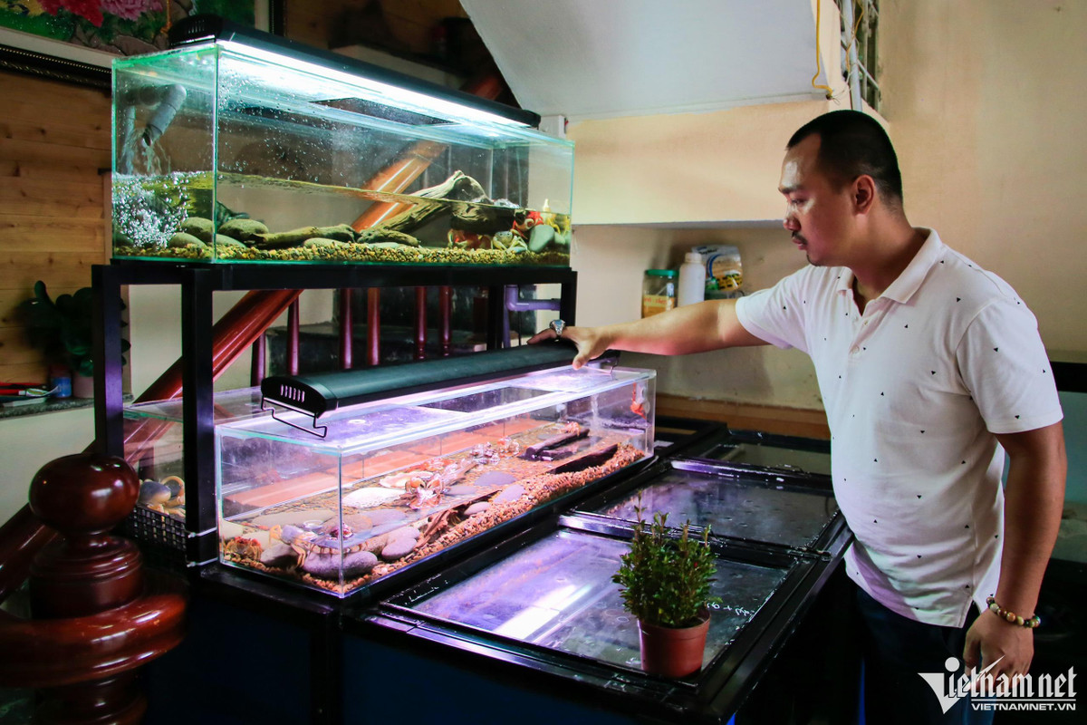 Năm 2016, anh Hà Xuân Lộc (34 tuổi, quận Hoàng Mai, Hà Nội) bắt đầu tìm hiểu về thú chơi và nuôi cua kiểng, điều còn mới và lạ ở thị trường Việt Nam. Kể từ đó đến nay, sau khi nghiên cứu thành công, mỗi tháng, hai cơ sở tại Hà Nội, TP.HCM của anh cho xuất xưởng gần 1.000 con đi khắp cả nước.