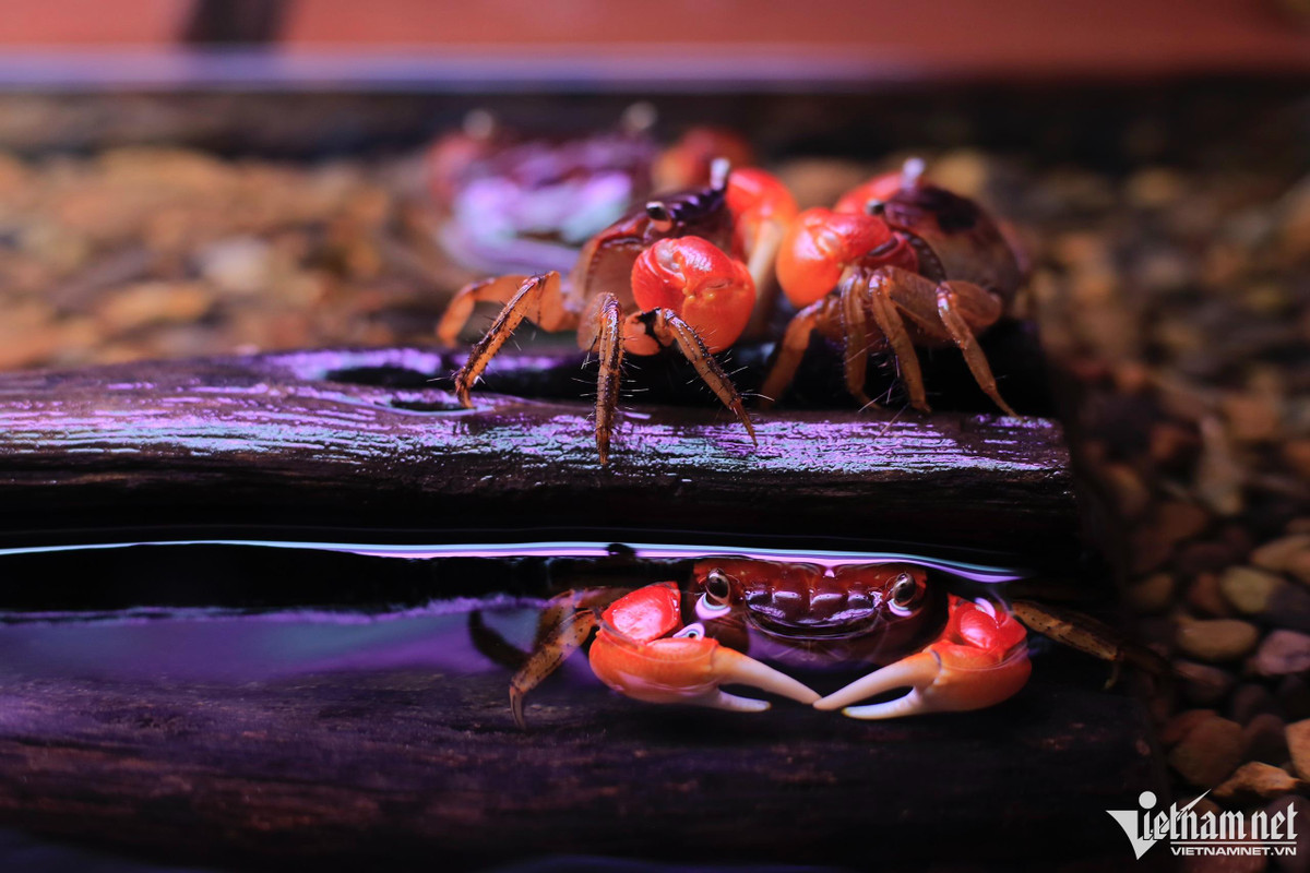 Với tập tính sống về đêm và không thích ánh sáng, để cua phát triển tự nhiên, anh Lộc thiết kế bể với nhiều cành cây và hang ổ để chúng có thể lẩn trốn.
