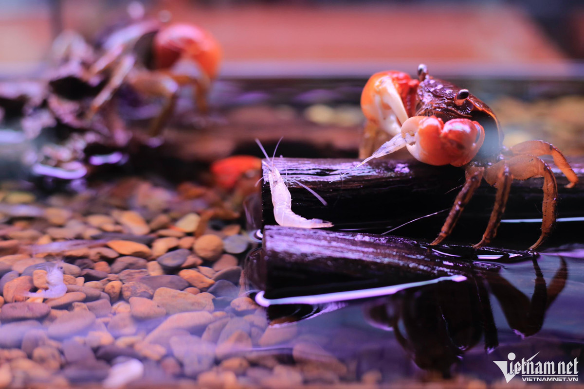 Để phát triển khoẻ mạnh cua kiểng phải được nạp đủ chất dinh dưỡng protein. Ngoài ra canxi rất cần thiết cho vỏ cua. "Không chỉ cám cá là thức ăn hàng ngày, tôm, tép và những loại thức ăn có vỏ cũng cần được bổ sung. Tuổi thọ của chúng từ 3-5 năm, nếu được nuôi trong điều kiện tốt có thể lên đến chục năm", anh Lộc chia sẻ.