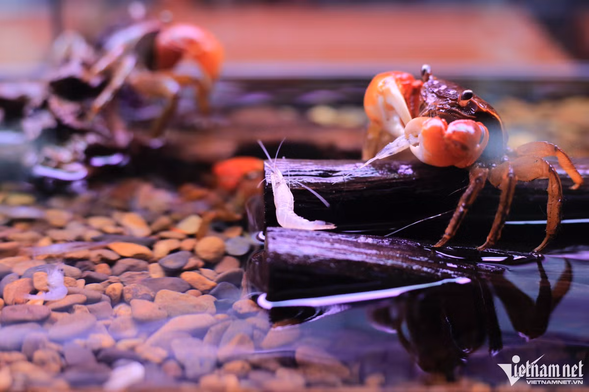 Để phát triển khoẻ mạnh cua kiểng phải được nạp đủ chất dinh dưỡng protein. Ngoài ra canxi rất cần thiết cho vỏ cua. "Không chỉ cám cá là thức ăn hàng ngày, tôm, tép và những loại thức ăn có vỏ cũng cần được bổ sung. Tuổi thọ của chúng từ 3-5 năm, nếu được nuôi trong điều kiện tốt có thể lên đến chục năm", anh Lộc chia sẻ.