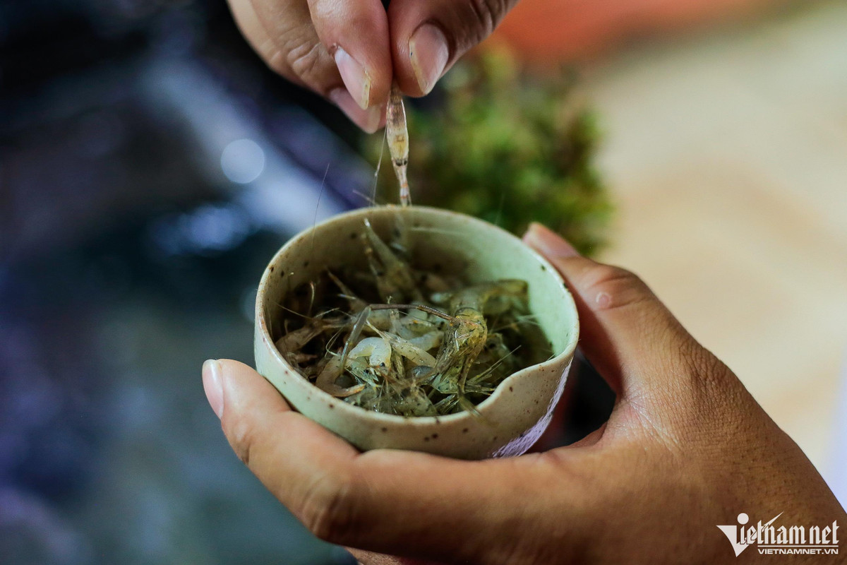 Cua kiểng là động vật ăn tạp. Chúng có thể ăn nhiều loại thức ăn khác nhau như cám cá, tảo, tép...