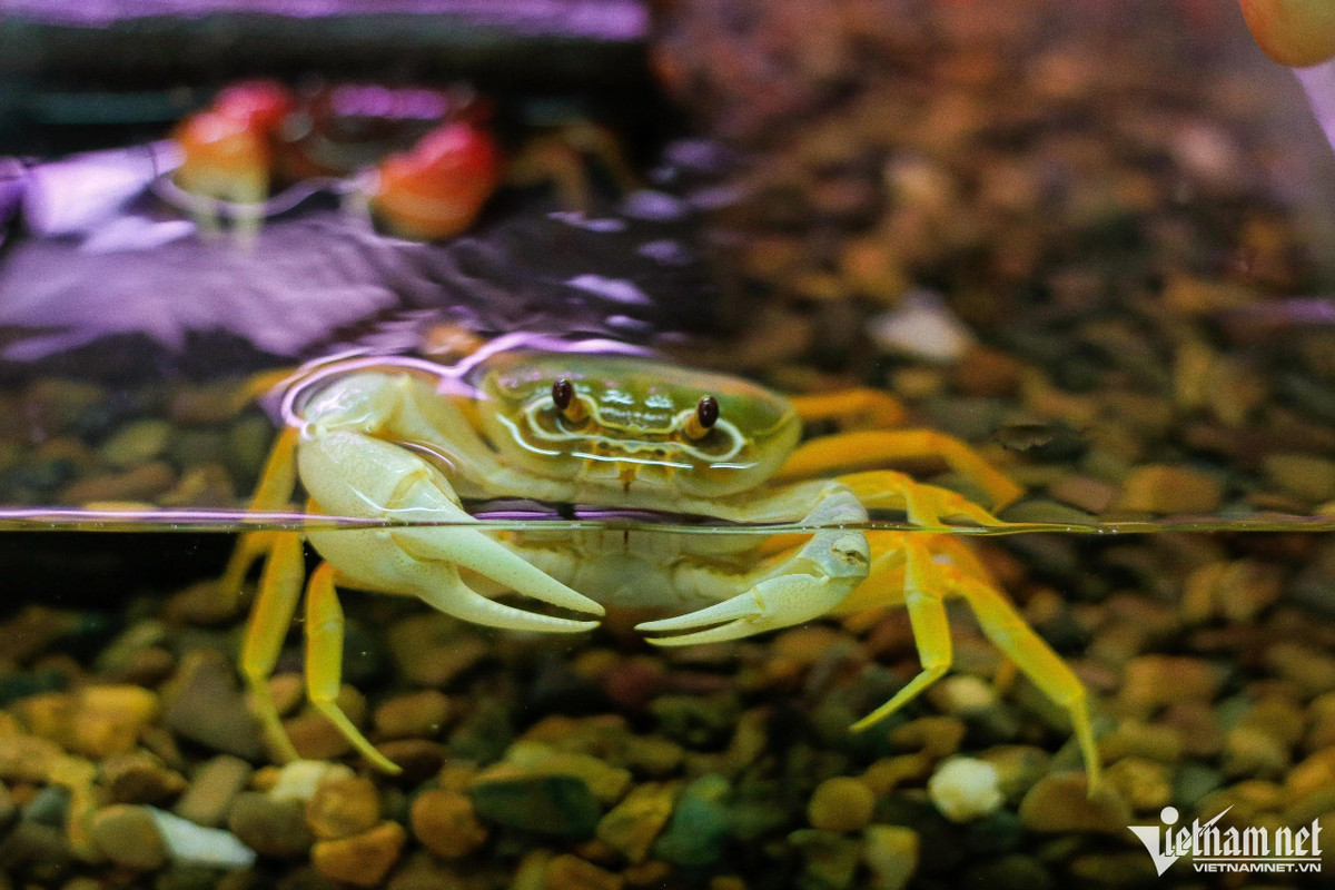 Thời gian đầu mới nuôi chưa có nhiều kinh nghiệm về kỹ thuật và phương pháp nên toàn bộ cua giống của anh Lộc đều chết. Sau hai năm, dưới sự hướng dẫn của các chuyên gia, những cá thể cua giống đầu tiên được anh nhân giống, phát triển khoẻ mạnh. Anh Lộc chia sẻ, môi trường sống của cua rất quan trọng, không được để nước ô nhiễm, nhiệt độ lý tưởng từ 22 - 27 độ C, lượng oxy phải luôn dồi dào và mực nước chỉ khoảng 60% chiều cao cơ thể.