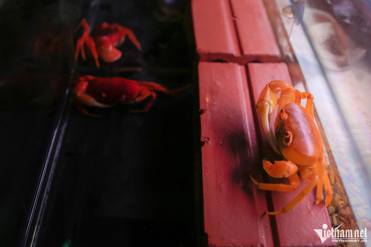 Sau 8 tháng chăm sóc, cua vào tuổi sinh sản, anh Lộc ghép một cặp đực và cái sống chung. Để có thể nhân giống ra một số màu độc lạ, anh sẽ để 2 con có màu sắc khác nhau giao phối.