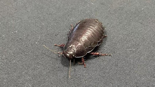 Gian khong lo tuong tuyet chung cach day 80 nam bat ngo xuat hien-Hinh-4