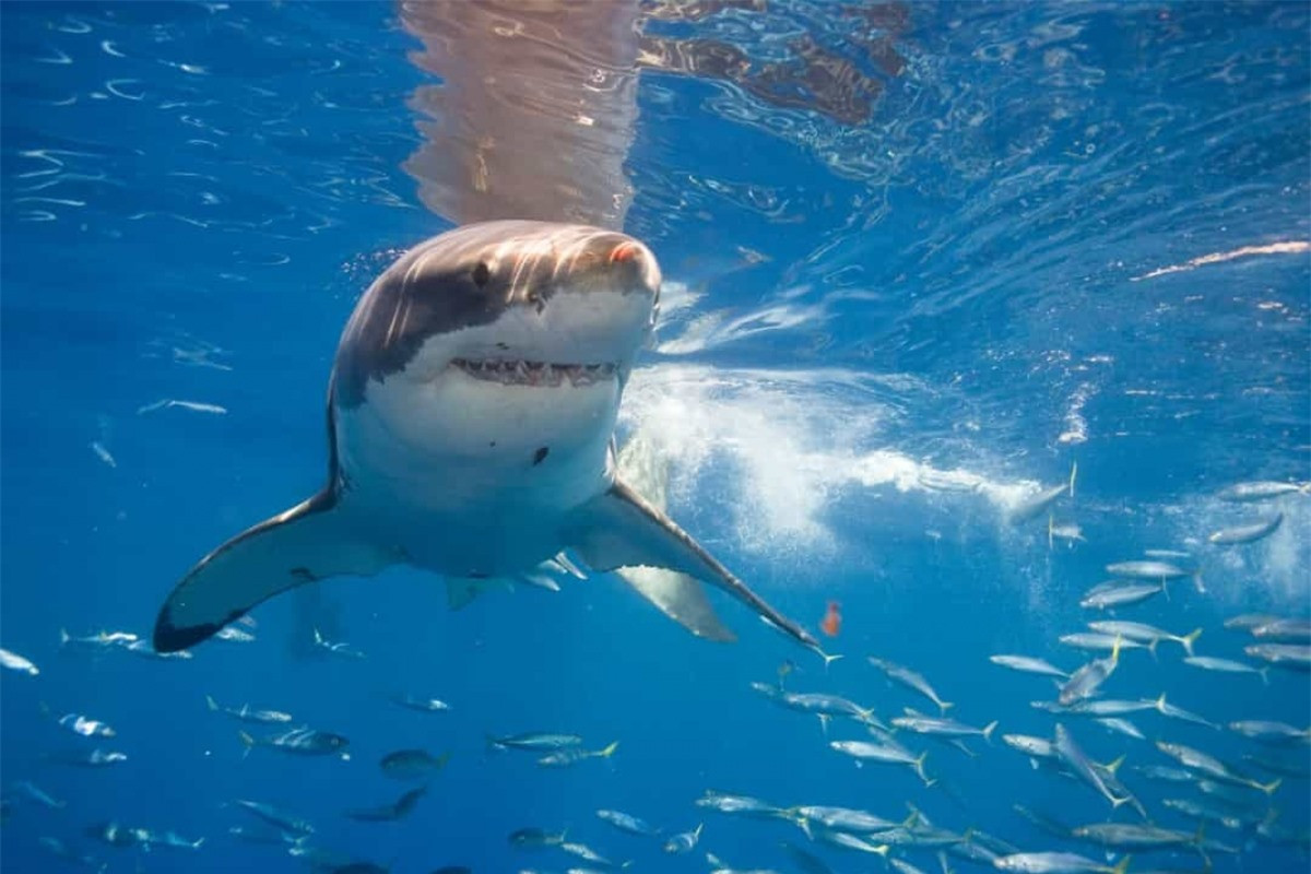 Cá mập có "quán cafe" của mình dưới biển: Năm 2002, các nhà khoa học đã phát hiện ra một khu vực xa xôi nằm ở Thái Bình Dương giữa Baja California và Hawaii, nơi mà những con cá mập đến đây tán gẫu một lúc rồi lại trở về vùng biển của mình.