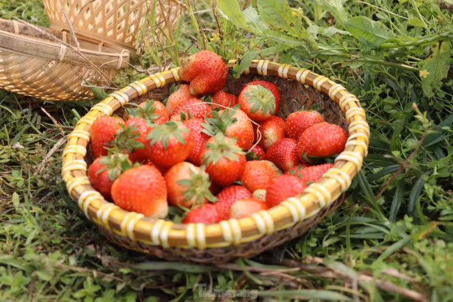 “Sắp tới mình đang ấp ủ làm một nhà máy sản xuất gia vị từ chính những nông sản mà nông trại làm ra. Bây giờ cũng đã bắt đầu làm các bước và hy vọng sẽ thành công”, chị Hằng cho biết. Nguồn: https://tienphong.vn/nu-ky-su-9x-bien-manh-dat-hoang-thanh-nong-trai-xanh-post1435615.tpoNguồn: https://tienphong.vn/nu-ky-su-9x-bien-manh-dat-hoang-thanh-nong-trai-xanh-post1435615.tpo