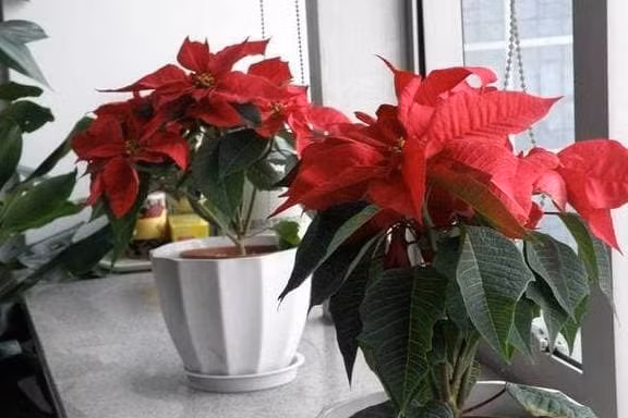 Neu ban co em be o nha, khong nen trong 3 loai hoa nay