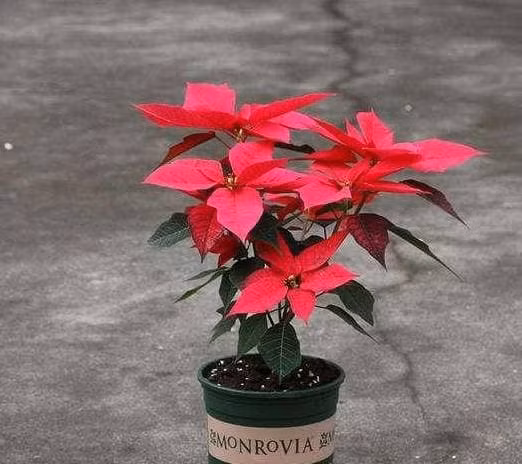 Neu ban co em be o nha, khong nen trong 3 loai hoa nay-Hinh-2