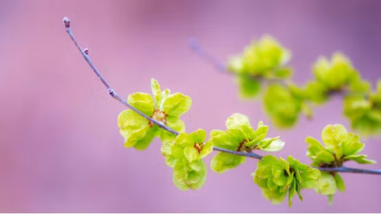 3 con giáp được sao tốt chiếu mệnh, sự nghiệp khởi sắc 3 con giap duoc sao tot chieu menh, su nghiep khoi sac