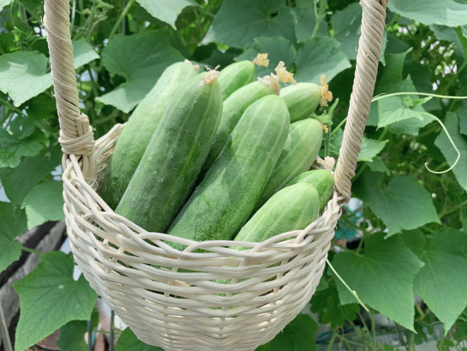 Sai lam khi ket hop qua dua chuot voi mot so thuc pham