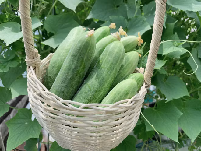 Sai lam khi ket hop qua dua chuot voi mot so thuc pham