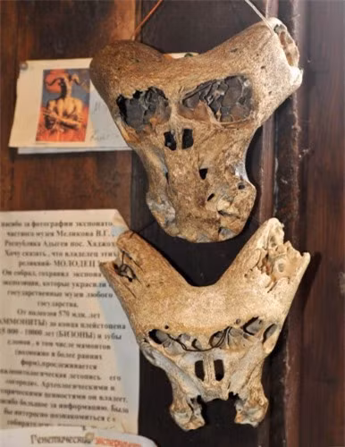 Khám phá hộp sọ người ngoài hành tinh và chiếc cặp bí ẩn ảnh 1