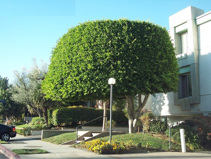 Xét về mặt khoa học, cây lớn, rễ to, ăn sâu vào lòng đất hoặc rễ lan bám vào các kết cấu như móng nhà, nền nhà, dần dần sẽ phá hỏng ngôi nhà. Cây càng lớn thì nhà càng bị ảnh hưởng nhiều.