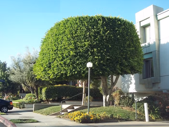 Xét về mặt khoa học, cây lớn, rễ to, ăn sâu vào lòng đất hoặc rễ lan bám vào các kết cấu như móng nhà, nền nhà, dần dần sẽ phá hỏng ngôi nhà. Cây càng lớn thì nhà càng bị ảnh hưởng nhiều.