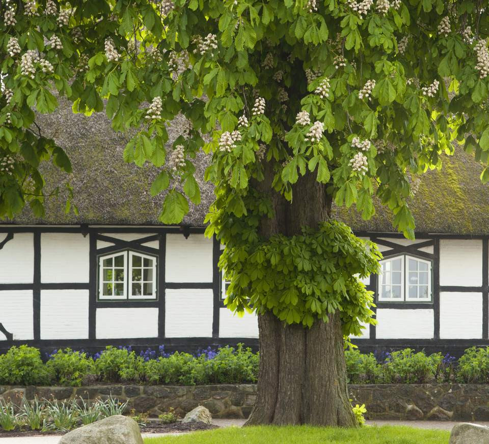 Cây to trước cửa nhà được cho là chắn hết ánh mặt trời - nguồn năng lượng dương có nghĩa quan trọng với phong thủy nhà ở. Ngôi nhà sẽ trở nên tối tăm, tích tụ nhiều năng lượng âm, thiếu hụt dương khí. Khi đó, sức khỏe, tinh thần, công việc của các thành viên trong gia đình đều bị ảnh hưởng không tốt.