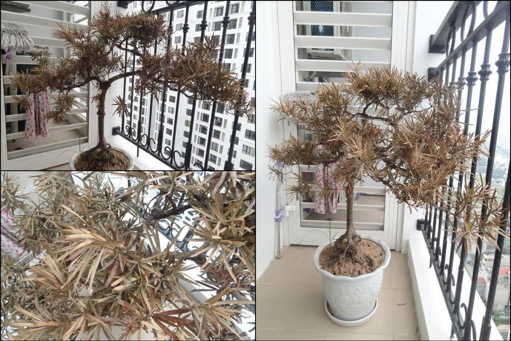 Khi thấy cây không còn sống, gia chủ nên cắt bỏ cành hỏng hoặc đốn hạ và thay thế bằng cây mới. * Thông tin mang tính chất tham khảo, chiêm nghiệm.