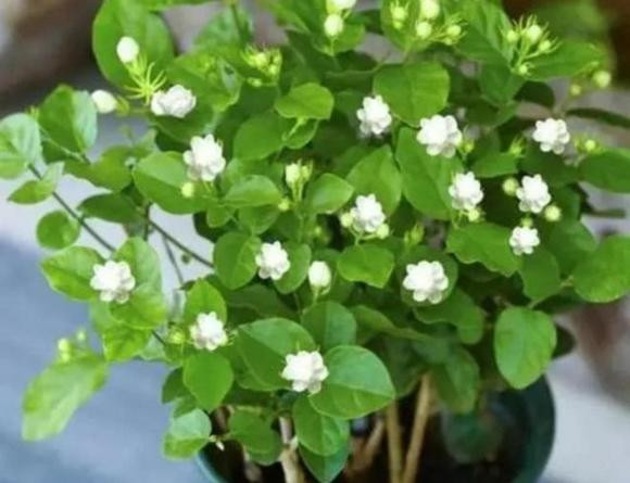 Co 3 loai hoa o nha, nho cat mot lan khi troi lanh-Hinh-5