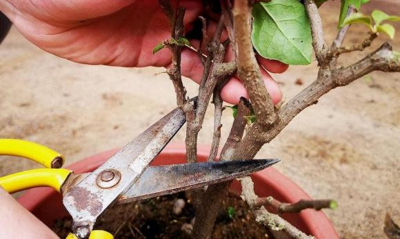 Co 3 loai hoa o nha, nho cat mot lan khi troi lanh-Hinh-2