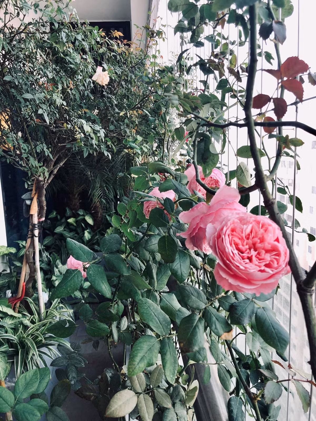 Vườn hồng rợp mắt ở ban công là ông xã chị tự thiết kế chậu và đặt theo kích thước nhà.