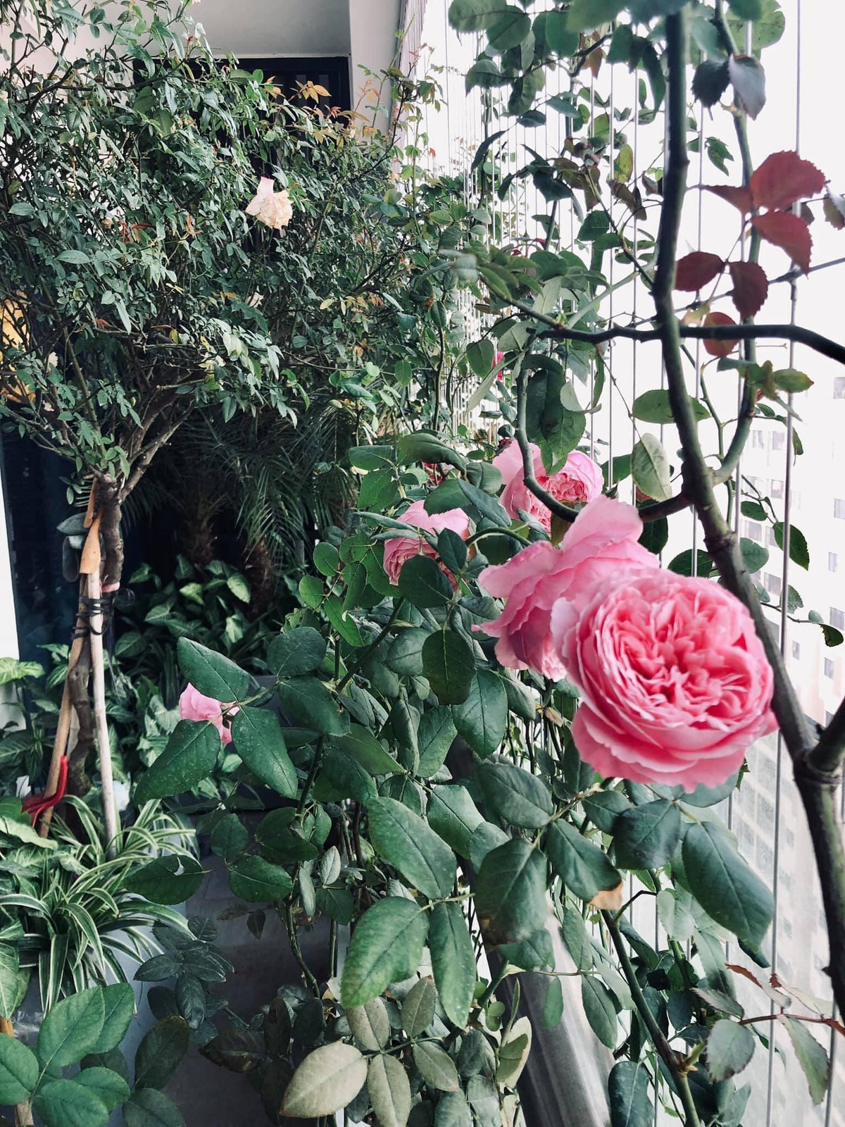 Vườn hồng rợp mắt ở ban công là ông xã chị tự thiết kế chậu và đặt theo kích thước nhà.