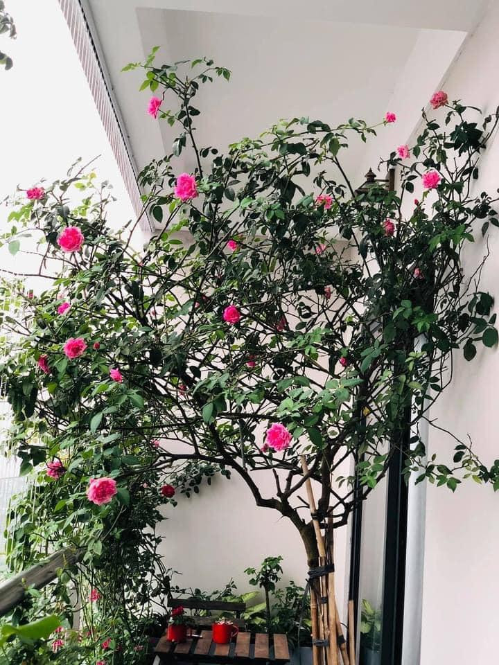 Đồ nội thất, decor chị mua từng món riêng lẻ kết hợp lại.