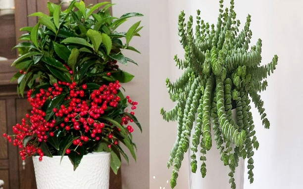 Ai sinh ngay Am lich nay chi dua chinh minh lam giau-Hinh-4