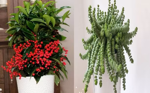 Ai sinh ngay Am lich nay chi dua chinh minh lam giau-Hinh-4