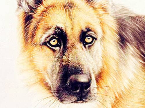 Muoi ngay dau thang 12, 3 con giap cuoi cung cung khoi sac